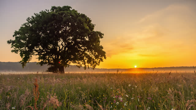 TIME LAPSE Sunrise Behind Tree In Idyllic Countryside
