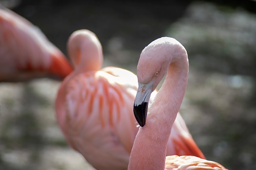 A beautiful Chilean Flamingo (Phoenicopterus chilensis).