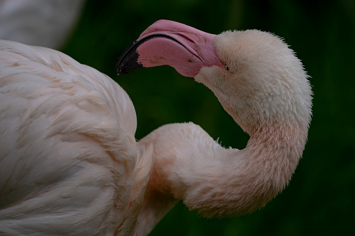 The Greater Flamingo (Phoenicopterus roseus), the largest bird in the Flamingo family.