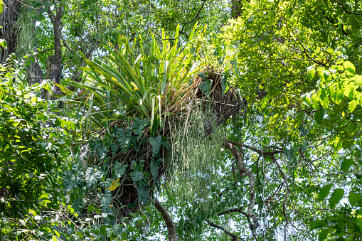 epiphytes on a phorophyte in the Atlantic forest in Brazil