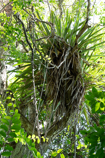 Bromeliads on a phorophyte in the Atlantic forest in Brazil