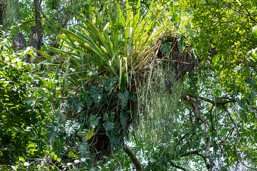 epiphytes on a phorophyte in the Atlantic forest in Brazil
