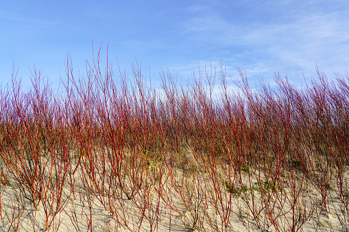 Bare branches of red willows reach against a blue sky and sunlight in the sand dunes of the Baltic Sea in early spring