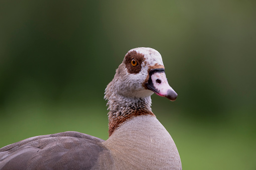 Beautiful Egyptian Goose (Alopochen aegyptiaca).