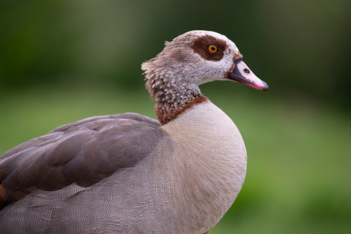 Beautiful Egyptian Goose (Alopochen aegyptiaca).