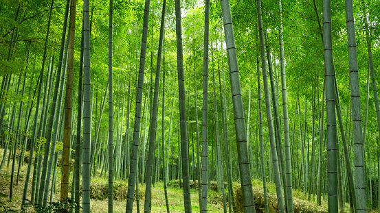 Beautiful bamboo forest in Japan - Nature concepts