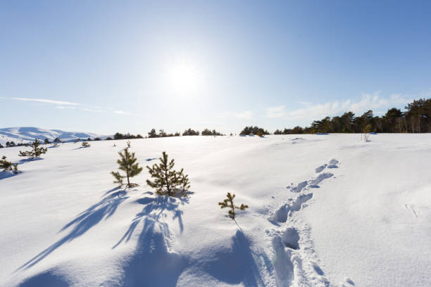 Sunny day in  snow covered forest