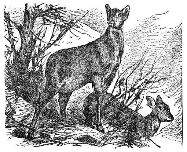 Siberian Musk Deer (Moschus Moschiferus) - 19th Century Siberian Musk Deer (moschus moschiferus). Vintage etching circa 19th century. moschus stock illustrations