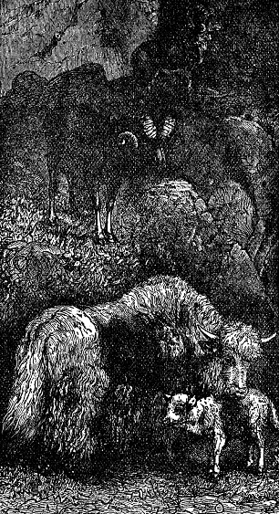 Argali mountain sheep () and Yaks (bos grunniens). Vintage etching circa 19th century.