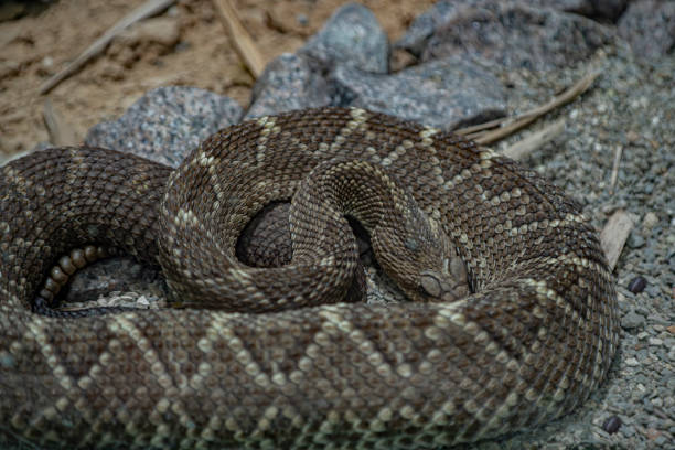 istock South American Rattlesnake 2025829935