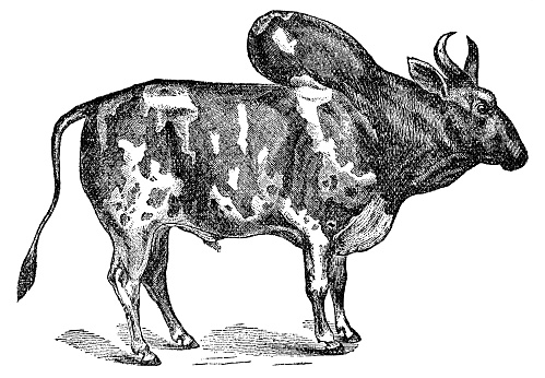 A Zebu cattle (bos taurus indicus). Vintage etching circa 19th century.
