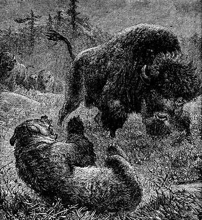 A Grizzly Bear (ursus arctos horribilis) attacking an American Plains Bison (bison bison bison). Vintage etching circa 19th century.