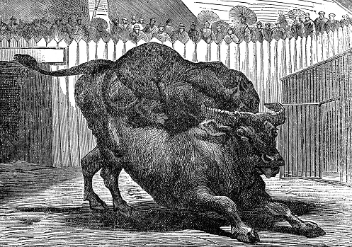 A crowd of people watching an organized animal fight between a Cape Buffalo (syncerus caffer caffer) and an African Leopard (panthera pardus pardus). Vintage etching circa 19th century.