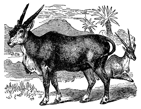 Common Eland Antelopes (taurotragus oryx). Vintage etching circa 19th century.