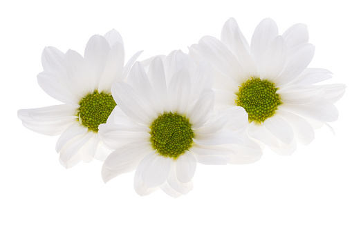 white chamomiles bouquet isolated on white background. clipping path