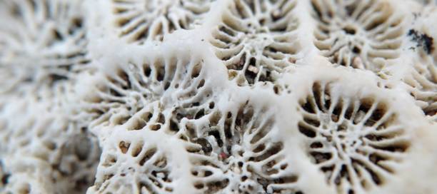istock Close up of white coral on the beach. 2025865625