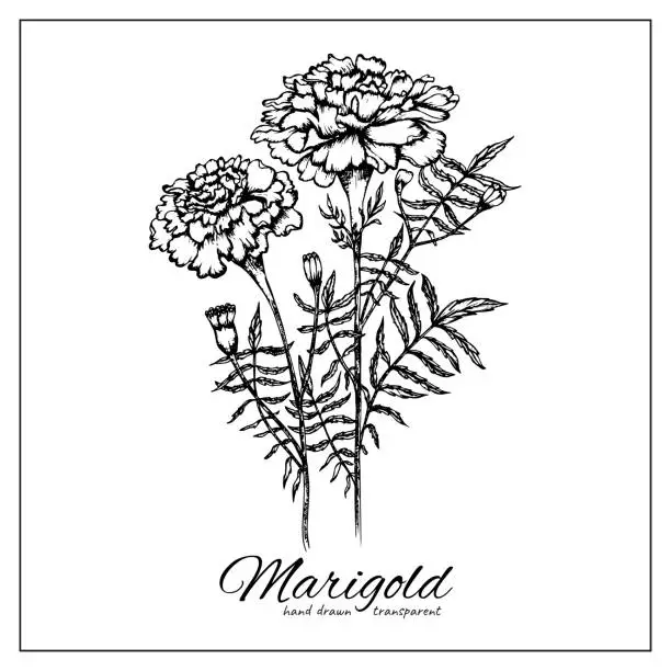 Vector illustration of Blooming Marigold flower line. Black ink style sketch. Floral illustration for logo, tattoo, wall art, poster, stickers