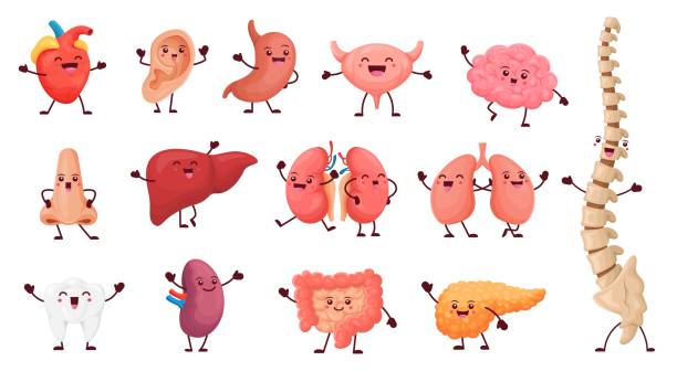 Cartoon organ characters with happy faces, anatomy Cartoon organ characters with happy faces, cute anatomy. Internal body part vector personages, funny heart, liver, brain, lungs and tooth, kidney, stomach and spleen, intestine, bladder, ear and nose funny ear stock illustrations