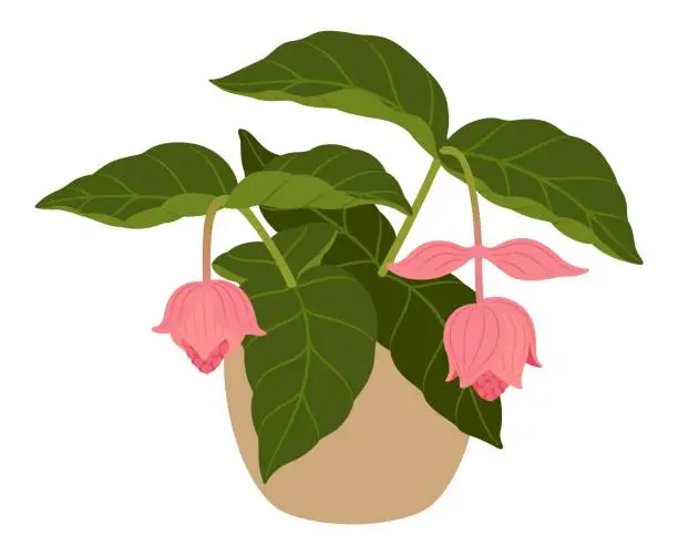 Vector illustration of Medinilla magnifica potted green flowering plant