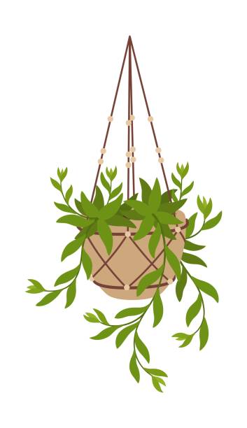 illustrations, cliparts, dessins animés et icônes de plante grimpante suspendue pot isolé fleur vectorielle - ivy houseplant isolated plant