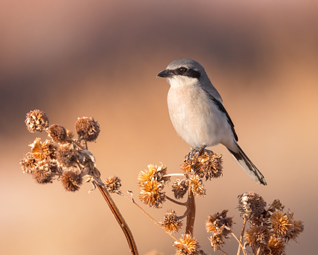 A Loggerhead Shrike perches on a thistle in  Bosque del Apache National Wildlife Refuge, New Mexico