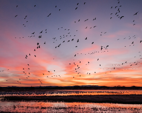 Large numbers of Snow Geese take flight at sunrise at Bosque del Apache