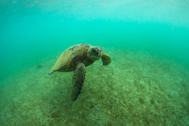 istock Green sea turtle in green water over coral and algae 2025909990