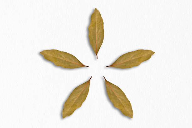 Daphne soap and daphne tree branch and leaves