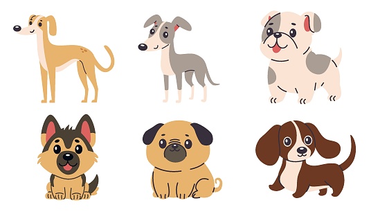 Set of flat vector illustrations of dogs of different breeds. Greyhound, chihuahua, French bulldog, pug, German shepherd, dachshund