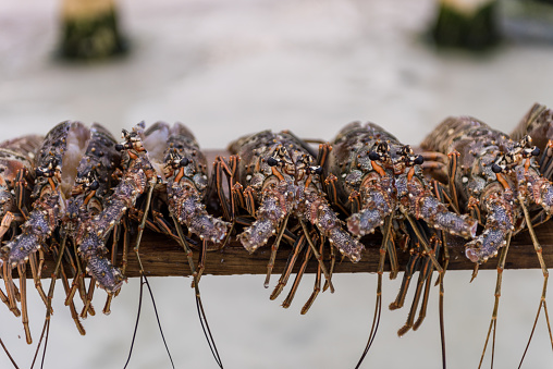 Raw Lobster on the beach. Ready to be cooked