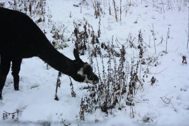 Alpaca standing outdoor in winter season in sunny day