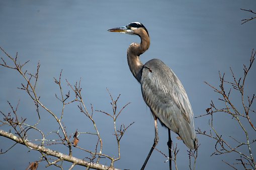 A Great Blue Heron (Ardea herodias) in a swamp.