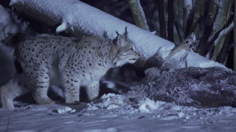 A lynx wades through the snow on a winter night and smells a hunted roe deer. Animal survival at night. Snowy winter night with an animal.