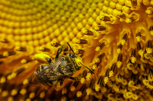 Detail of a bee on a sunflower.