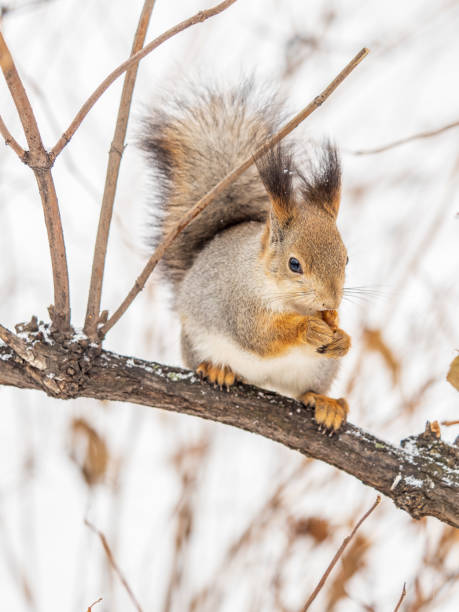 istock The squirrel with nut sits on tree in the winter or late autumn. 2025963780