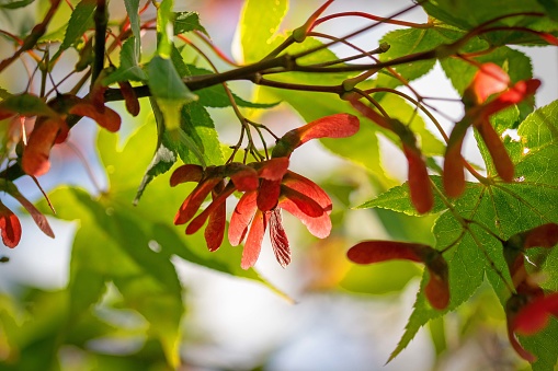 Close up of the seeds of a Japanese Maple on a sunny day with a defocused background