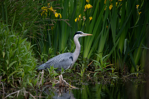The Grey Heron (Ardea cinerea), commonly sighted beside lakes and ponds.