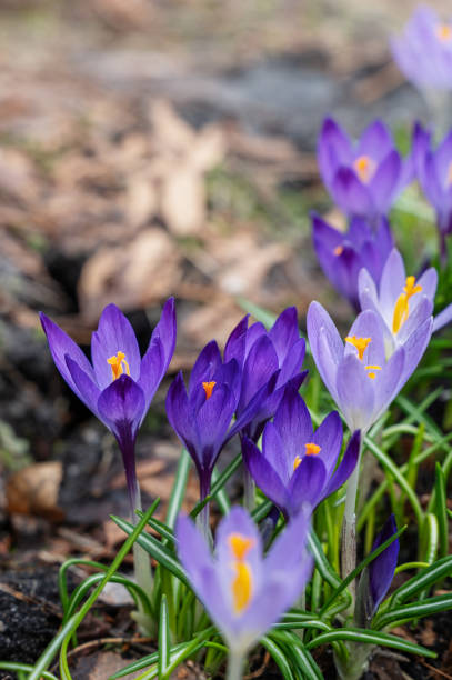 istock Beautiful macro shot of violet spring crocuses Crocus vernus flowering with visible orange pollen in bright sunlight in early spring. Blooming spring. 2025968077