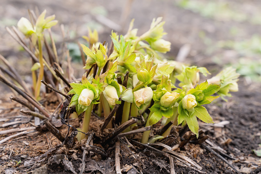 hellebore sprouts in early spring. Helleborus orientalis breaks through frozen ground. frost flower.