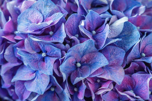 background of blue hydrangea flowers Hydrangea macrophylla. Natural background of hydrangea flowers close up.