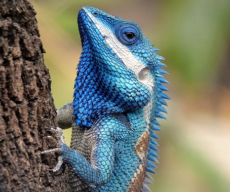 A  Blue Crested Lizard climbing a tree trunk and holding on tightly