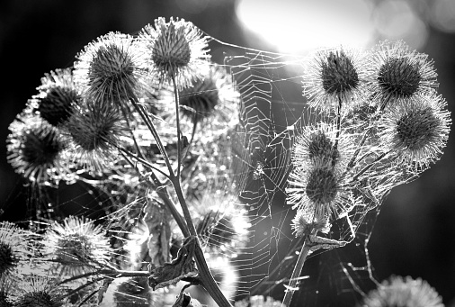 Close-up monochrome photograph of spiky dried seed  heads with a large cobweb backlit by the sun