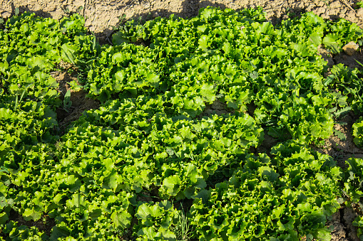 Lettuce grows in the garden, outdoors for a healthy diet