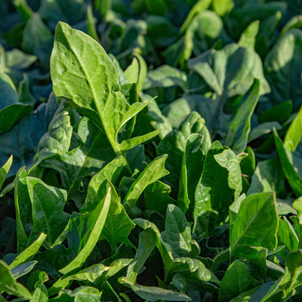 Spinach grows in the garden, outdoors for a healthy diet