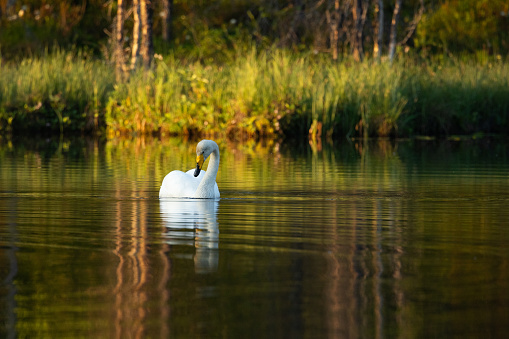 Lonely Whooper swan swimming on a calm lake on a summer morning near Kuusamo, Northern Finland