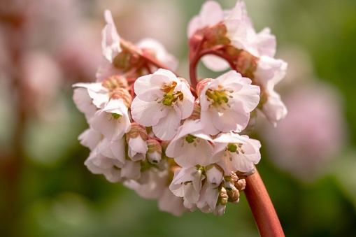 Close-up photograph of a pale pink Bergenia with a defocused background