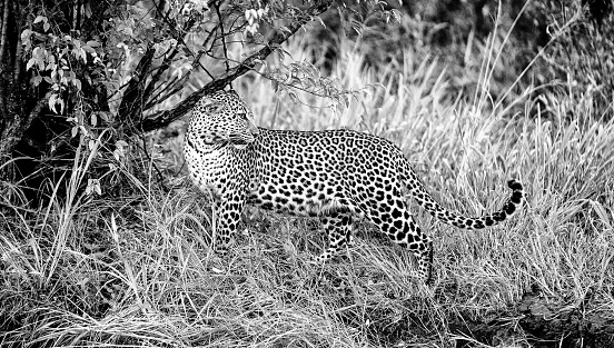 Leopard, panthera pardus, Mother and Cub, Nakuru parc in Kenya