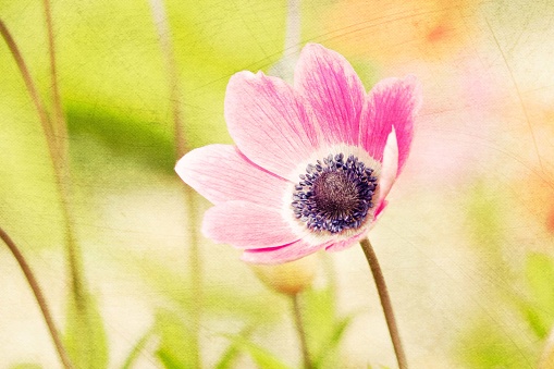 Close-up of a single poppy anemone abstract photograph with a blended background