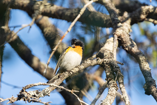 A beautiful male Brambling perched and preening on a summer evening in Riisitunturi National Park, Northern Finland