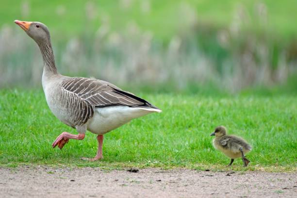istock A Greylag goose and its gosling 2026005377
